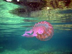 Looking up at a jelly in Xweni Bay in Gozo. It really was... by Dawn Watson 